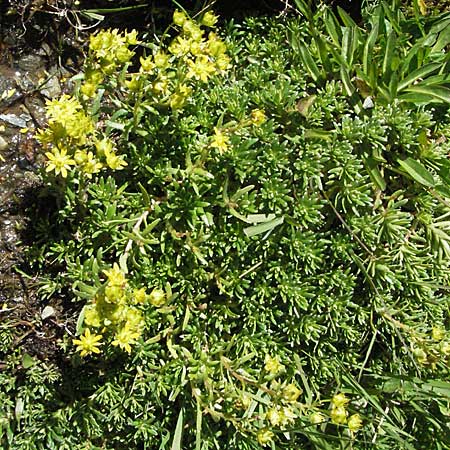 Saxifraga aizoides \ Fetthennen-Steinbrech / Yellow Mountain Saxifrage, F Pyrenäen/Pyrenees, Eyne 9.8.2006