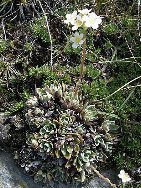 Saxifraga paniculata \ Rispen-Steinbrech, Trauben-Steinbrech / Livelong Saxifrage, F Pyrenäen/Pyrenees, Eyne 9.8.2006