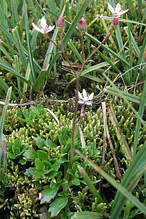 Saxifraga stellaris \ Stern-Steinbrech, Andorra Grau Roig 10.8.2006