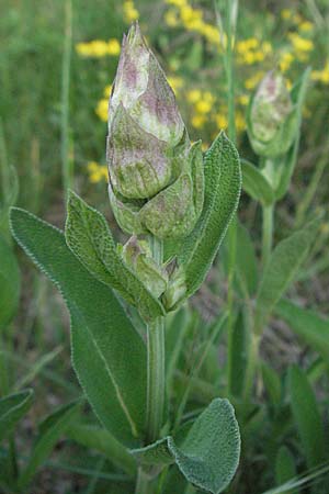 Salvia officinalis / Common Sage, F Serres 12.5.2007
