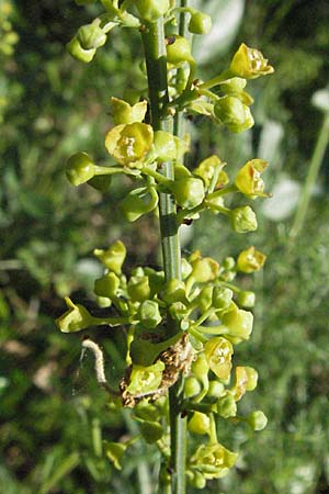 Osyris alba \ Weier Harnstrauch / Poet's Cassia, F Le Muy 12.5.2007