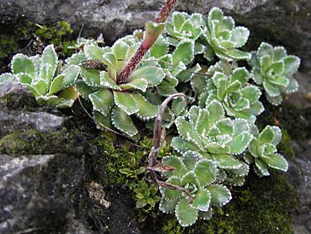 Saxifraga paniculata \ Rispen-Steinbrech, Trauben-Steinbrech / Livelong Saxifrage, F Pyrenäen/Pyrenees, Olette 14.5.2007