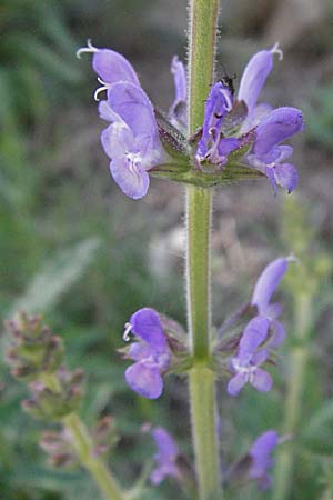 Salvia verbenaca \ Eisenkraut-Salbei / Wild Clary, F Pyrenäen/Pyrenees, Prades 14.5.2007