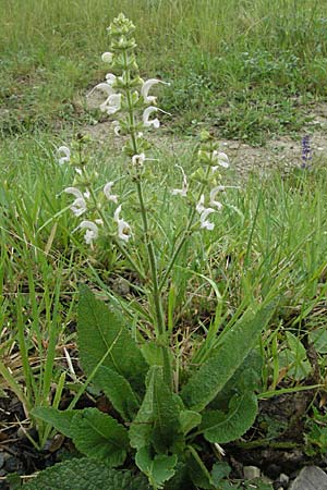 Salvia pratensis \ Wiesen-Salbei / Meadow Clary, F Col de Boite 17.5.2007