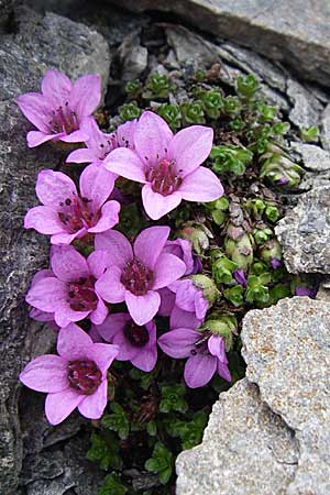 Saxifraga oppositifolia subsp. oppositifolia \ Gegenblttriger Steinbrech / Purple Saxifrage, F Col Agnel 22.6.2008