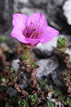 Saxifraga oppositifolia subsp. oppositifolia \ Gegenblättriger Steinbrech / Purple Saxifrage, F Col Agriel 22.6.2008