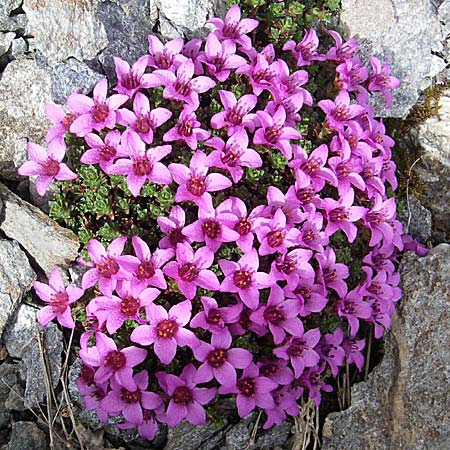 Saxifraga oppositifolia subsp. oppositifolia \ Gegenblttriger Steinbrech / Purple Saxifrage, F Col Agnel 22.6.2008