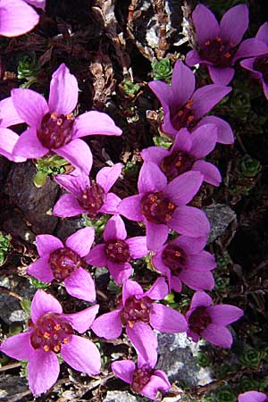 Saxifraga oppositifolia subsp. oppositifolia \ Gegenblättriger Steinbrech / Purple Saxifrage, F Col Agriel 22.6.2008