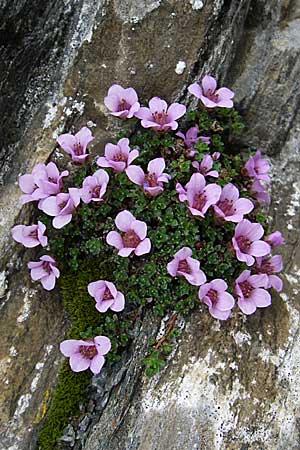 Saxifraga oppositifolia subsp. oppositifolia \ Gegenblttriger Steinbrech / Purple Saxifrage, F Col Agnel 22.6.2008