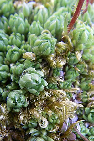 Saxifraga bryoides \ Moos-Steinbrech / Mossy Saxifrage, F Pyrenäen/Pyrenees, Eyne 25.6.2008