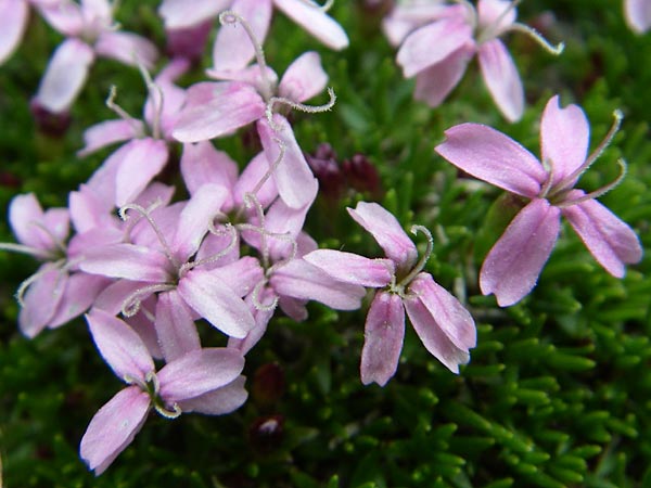 Silene exscapa \ Kiesel-Polsternelke, Silikat-Polsternelke, F Pyrenäen, Eyne 25.6.2008