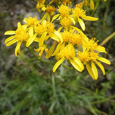 Senecio adonidifolius / Pinnate-Leaved Ragwort, F Pyrenees, Col de Pourtalet 25.8.2011