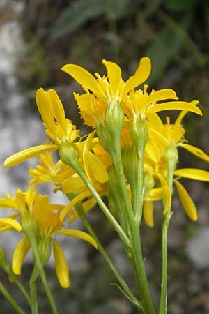 Senecio adonidifolius / Pinnate-Leaved Ragwort, F Pyrenees, Col de Pourtalet 25.8.2011