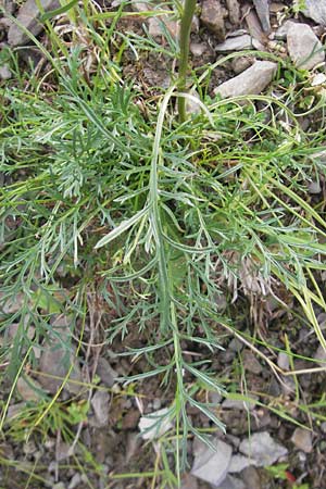 Senecio adonidifolius / Pinnate-Leaved Ragwort, F Pyrenees, Col de Pourtalet 25.8.2011