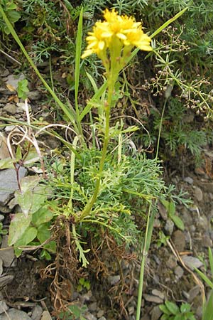 Senecio adonidifolius / Pinnate-Leaved Ragwort, F Pyrenees, Col de Pourtalet 25.8.2011