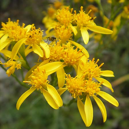 Senecio adonidifolius \ Polster-Greiskraut / Pinnate-Leaved Ragwort, F Pyrenäen/Pyrenees, Col de Pourtalet 25.8.2011