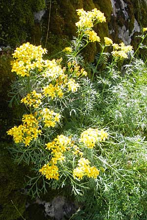 Senecio adonidifolius \ Polster-Greiskraut, F Pyrenäen, Gourette 25.8.2011