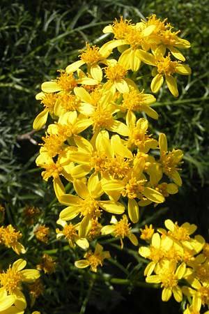 Senecio adonidifolius \ Polster-Greiskraut, F Pyrenäen, Gourette 25.8.2011