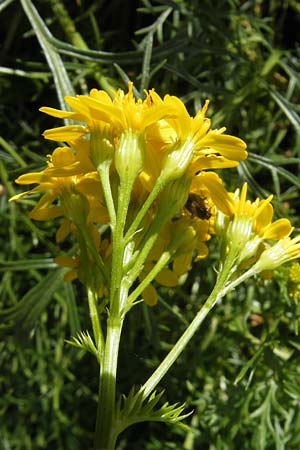 Senecio adonidifolius \ Polster-Greiskraut / Pinnate-Leaved Ragwort, F Pyrenäen/Pyrenees, Gourette 25.8.2011