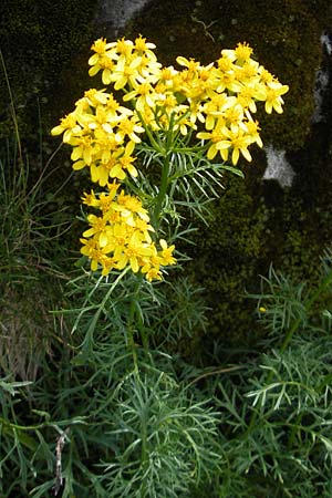 Senecio adonidifolius \ Polster-Greiskraut, F Pyrenäen, Gourette 25.8.2011