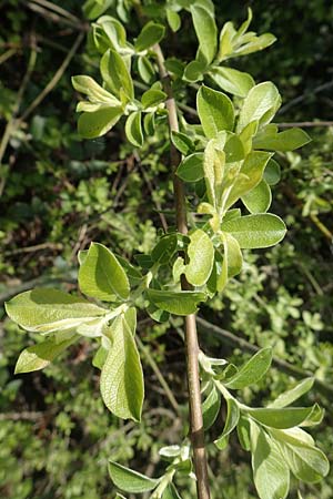 Salix aurita \ Ohr-Weide / Eared Willow, F Valff 29.4.2016