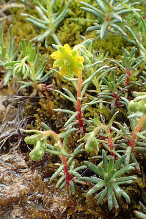 Saxifraga aizoides \ Fetthennen-Steinbrech, F Col de la Bonette 8.7.2016