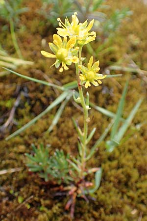 Saxifraga aizoides \ Fetthennen-Steinbrech / Yellow Mountain Saxifrage, F Col de la Bonette 8.7.2016