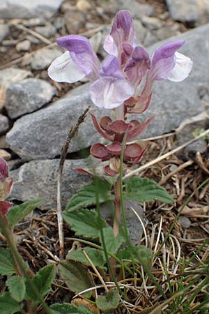 Scutellaria alpina / Alpine Skullcap, F Col de la Bonette 8.7.2016