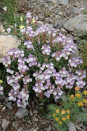 Scutellaria alpina \ Alpen-Helmkraut, F Col de la Bonette 8.7.2016