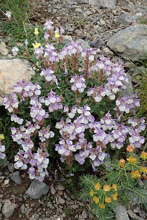 Scutellaria alpina / Alpine Skullcap, F Col de la Bonette 8.7.2016