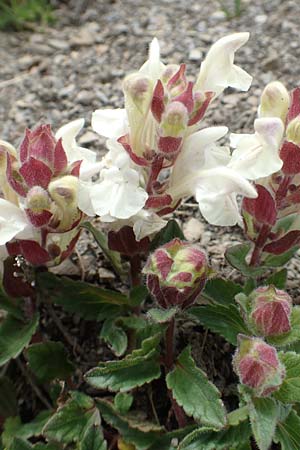 Scutellaria alpina / Alpine Skullcap, F Col de la Bonette 8.7.2016