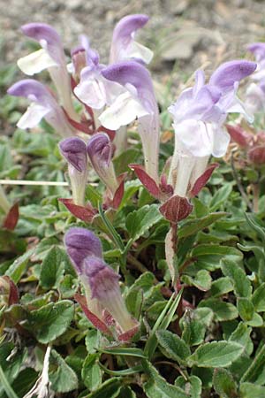 Scutellaria alpina \ Alpen-Helmkraut / Alpine Skullcap, F Col de la Bonette 8.7.2016