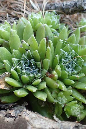 Sempervivum arachnoideum \ Spinnweb-Hauswurz, F Col de la Cayolle 9.7.2016