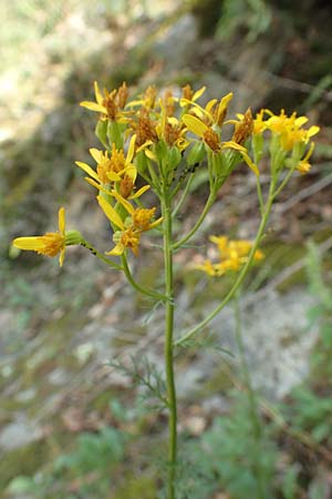 Senecio adonidifolius / Pinnate-Leaved Ragwort, F Pyrenees, Saint-Martin du Canigou 25.7.2018