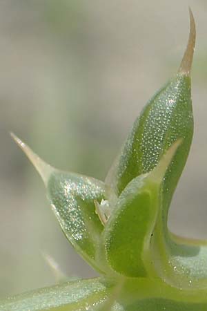 Salsola kali subsp. kali \ Kali-Salzkraut / Prickly Glasswort, F Canet-en-Roussillon 27.7.2018