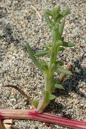 Salsola kali subsp. kali \ Kali-Salzkraut / Prickly Glasswort, F Canet-en-Roussillon 27.7.2018