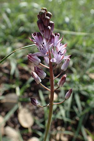 Scilla autumnalis / Autumn Squill, F Maures, La Garde Freinet 8.10.2021