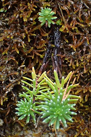 Saxifraga aizoides \ Fetthennen-Steinbrech / Yellow Mountain Saxifrage, F St. Disdier 9.10.2021