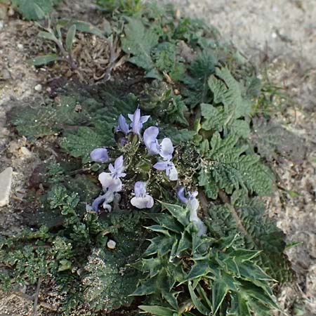 Salvia verbenaca \ Eisenkraut-Salbei / Wild Clary, F Martigues 17.3.2024