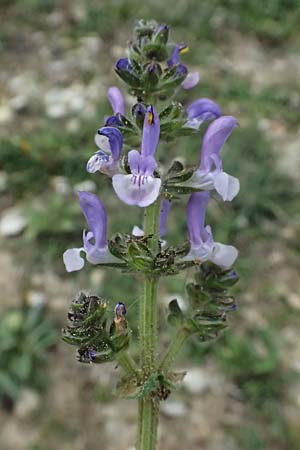 Salvia verbenaca \ Eisenkraut-Salbei, F St. Martin-de-Crau 17.3.2024