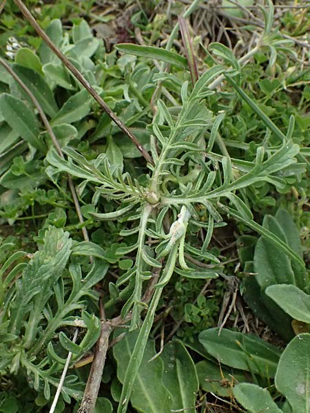 Scabiosa atropurpurea \ Samt-Skabiose / Sweet Scabious, F St. Martin-de-Crau 17.3.2024