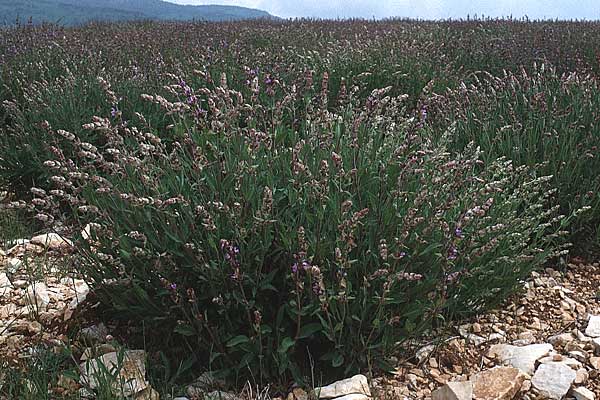 Salvia officinalis / Common Sage, F Mont S.  Victoire 20.5.1990