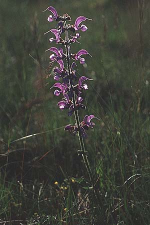 Salvia pratensis \ Wiesen-Salbei, F Cirque de Navacelles 31.5.1990