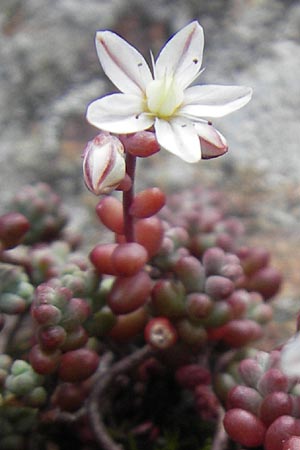 Sedum brevifolium \ Kurzblttriger Mauerpfeffer / Short-Leaved Stonecrop, F Pyrenäen/Pyrenees, Gourette 25.8.2011