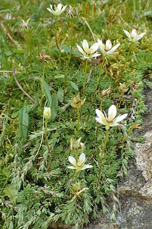 Saxifraga bryoides \ Moos-Steinbrech, F Pyrenäen, Eyne 4.8.2018