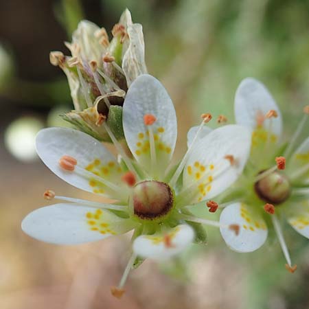 Saxifraga bryoides \ Moos-Steinbrech, F Pyrenäen, Eyne 4.8.2018