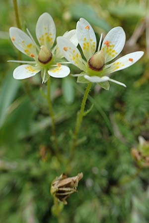 Saxifraga bryoides \ Moos-Steinbrech, F Pyrenäen, Eyne 4.8.2018