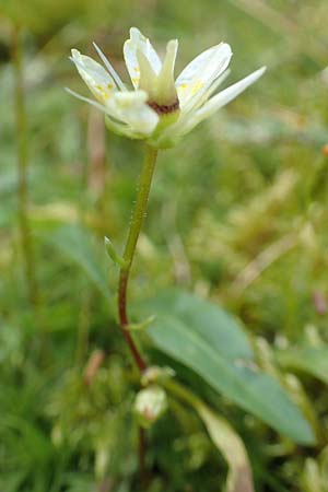 Saxifraga bryoides \ Moos-Steinbrech / Mossy Saxifrage, F Pyrenäen/Pyrenees, Eyne 4.8.2018