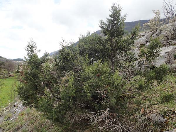 Juniperus sabina \ Stink-Wacholder, Sadebaum / Rock Cedar, Savin, F Champcella 29.4.2023