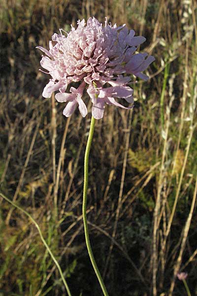 Scabiosa canescens \ Graue Skabiose, Duft-Skabiose / Fragrant Scabious, F Dept. Gard, Remoulins 7.6.2006